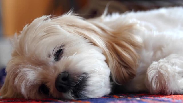 A little cockapoo dog resting on his colorful rug