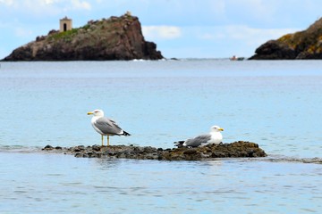 Seagulls
