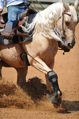 The side view of a rider in cowboy chaps and boots on a horseback running ahead and stopping the horse in the dust.