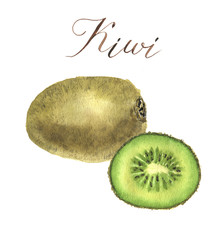 Watercolor kiwi. Botanical hand-drawn isolated illustration.