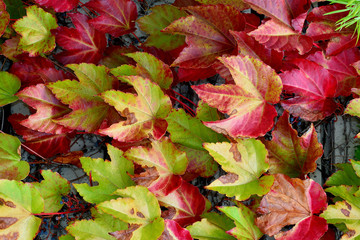 FALL LEAVES