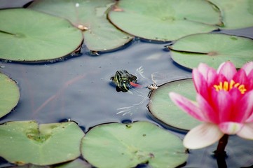 FROG IN THE LILY PADS