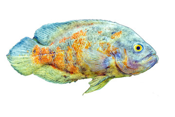 Astronotus ocellatus on a white background