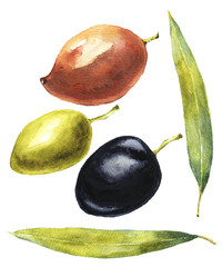 Red, black and green olives. Botanical illustration isolated on white background