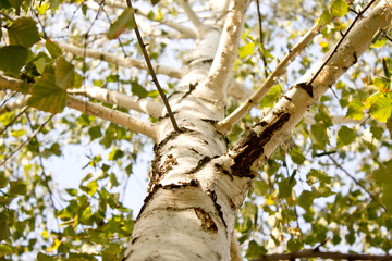 birch autumn