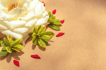 White rose surrounded by red petals and green leaves,left aligned. Template with flowers to make cards.