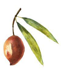 Watercolor red olive. Botanical illustration for design