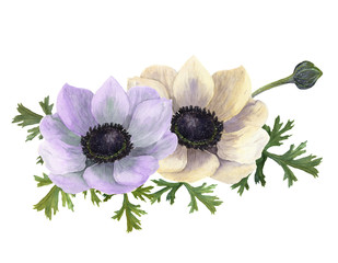 Watercolor anemone flowers. Hand drawn floral illustration with white background. Botanical illustration