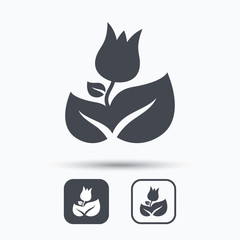 Rose flower icon. Florist plant with leaf symbol. Square buttons with flat web icon on white background. Vector