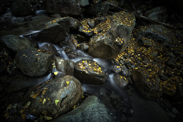 Yellow Leaves on the Creek