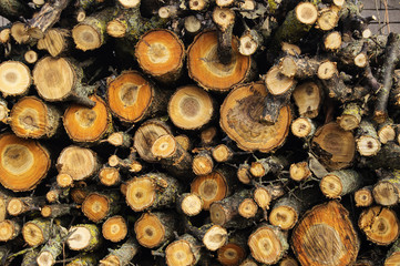 stack of logs in the garden