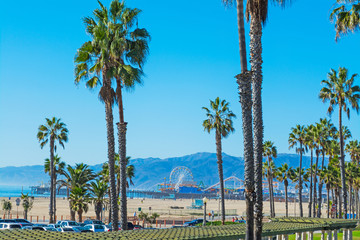 palm trees in Santa Monica - obrazy, fototapety, plakaty
