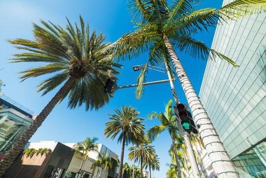 Palm trees in Rodeo drive