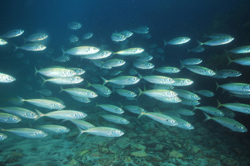 School of jack mackerel Trachurus novaezelandiae swimming above flat sea bottom. - obrazy, fototapety, plakaty