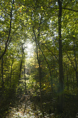 sonnendurchfluteter Herbstwald