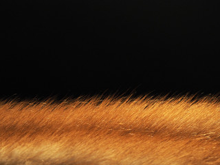 Beige fur texture on a black background