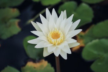 Lotus collection 
