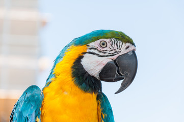 Parrot MACAW