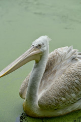 white pelican in pond