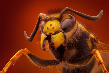 Extra sharp portrait of the wasp through a microscope.