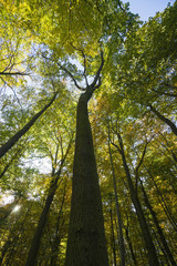 sonnendurchfluteter Herbstwald