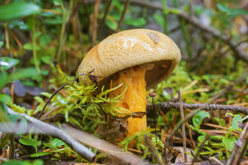 Mushroom flywheel (L.Xerocomus) in August