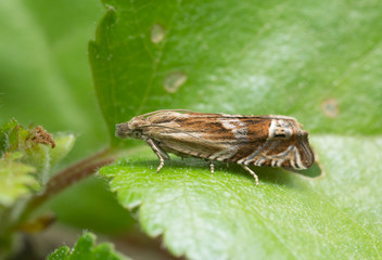 Golden-rod bell, Eucosma aspidiscana on leaf