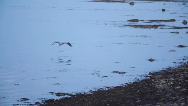 Slow Motion of a blue heron catching flying above ocean water