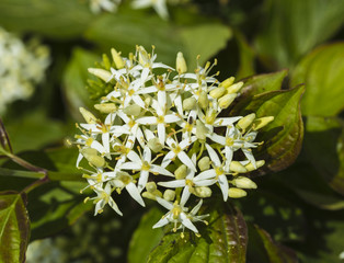 Cornus sanguinea blooming at wild. 