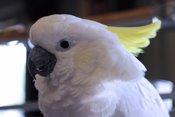 Cockatoo