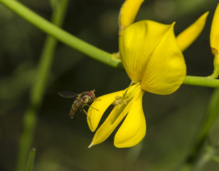 Yellow flowers of Genista sagittalis broom plant with a hoverfly
