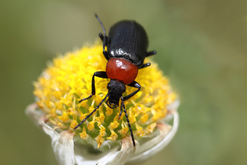 Beetle eating nectar