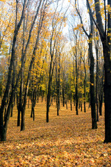 Golden autumn! Walking through the forest!