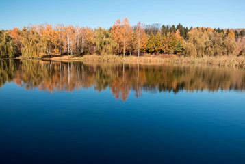 blue pond, yellow forest in autumn