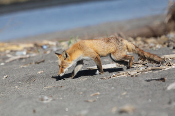 キタキツネ