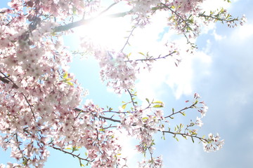 Spring day