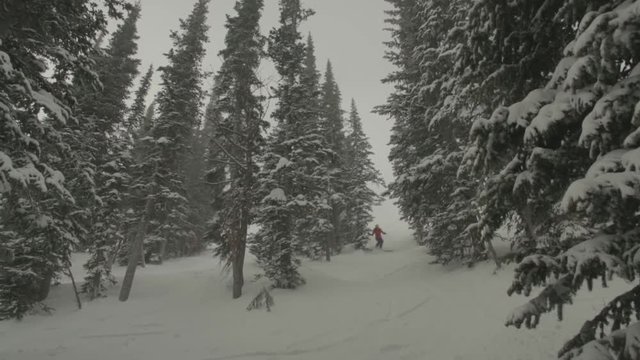 Woman skies down east coast style trees