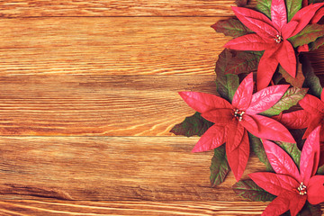 Wooden background with red poinsettia flowers