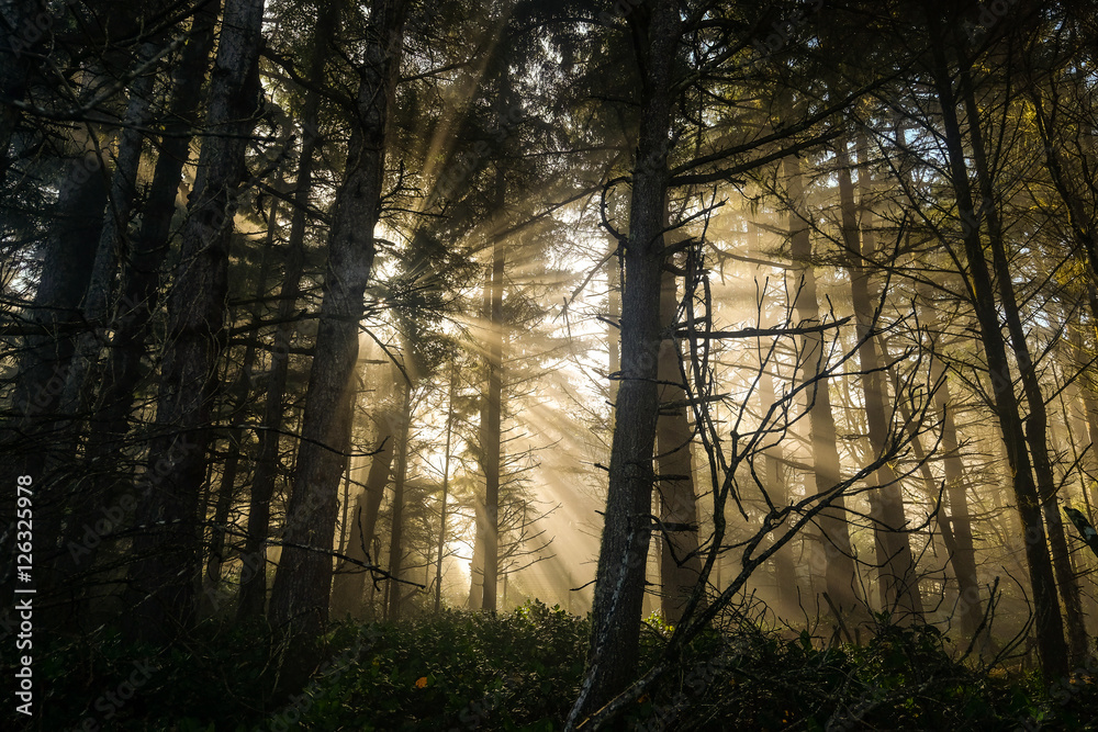 Wall mural Forest Light