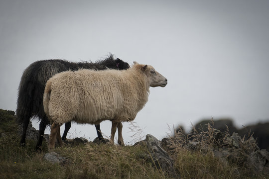 Icelandic Black and White Sheep