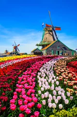 Foto op Plexiglas Landscape with tulips in Zaanse Schans, Netherlands, Europe © Olena Zn