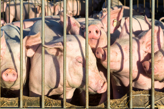 Schweine in der Freilandhaltung