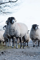 Sheep, Lamb, Ram, Ovis aries