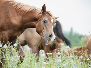 funny portrait of foal at the pasture.
