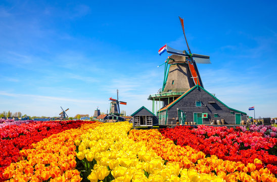 Landscape with tulips in Zaanse Schans, Netherlands, Europe