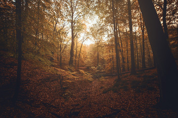 warmes Licht im Herbstwald
