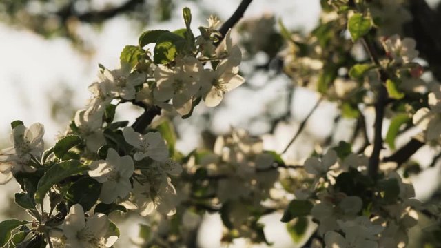 Beautiful nature in spring. White fruit tree blossom in sunlight.