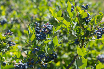Bunch Of Blueberries