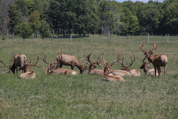 Grazing Elk Herd