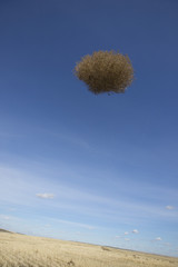 A lone tumbleweed flying through the air over a field of yellow grasses. Washington
